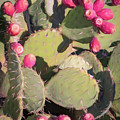 Prickly Pear Cactus