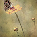 Feeding on Flower