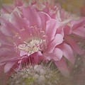 Cactus Bloom of Tucson