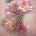 Pink Blooms of Tucson