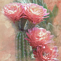 Soft Red Blooms of Tucson