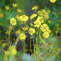 Sonoran Brittle Bush