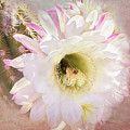 White Desert Bloom of Tucson